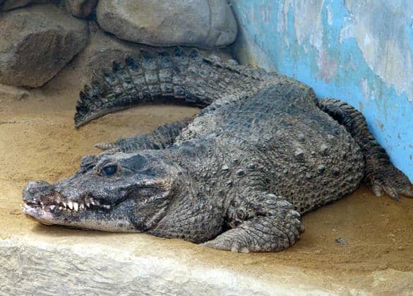 動物図鑑・ニシアフリカコビトワニ